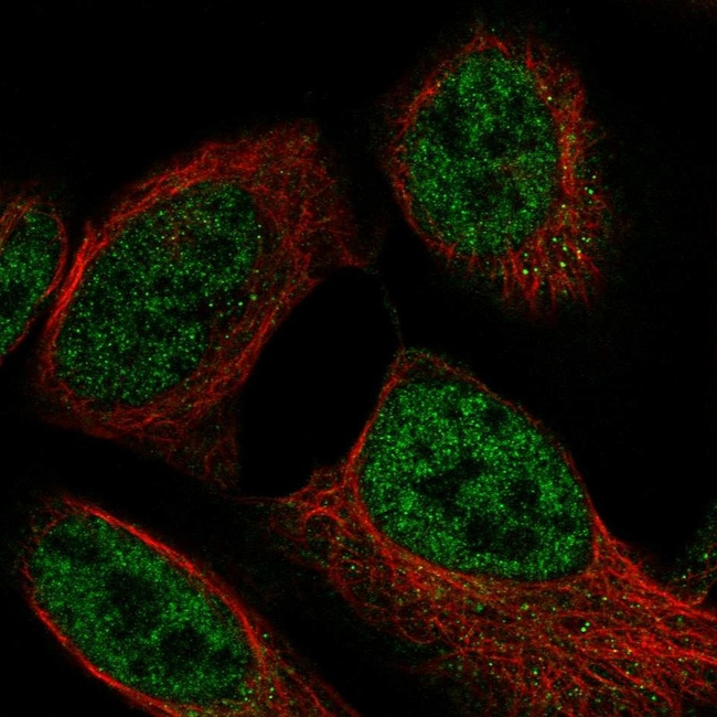 GBL Antibody in Immunocytochemistry (ICC/IF)