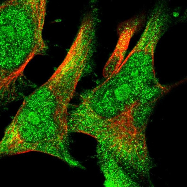 Cyclophilin 40 Antibody in Immunocytochemistry (ICC/IF)