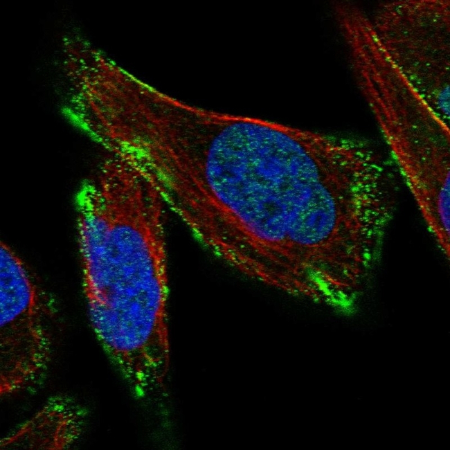 Caveolin 3 Antibody in Immunocytochemistry (ICC/IF)