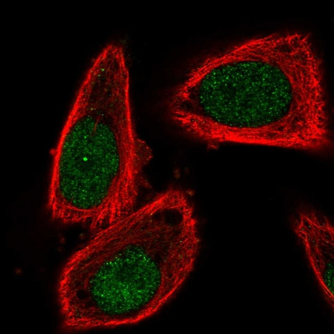 Cullin 2 Antibody in Immunocytochemistry (ICC/IF)