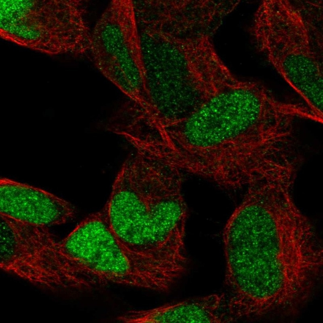 ESRRG Antibody in Immunocytochemistry (ICC/IF)