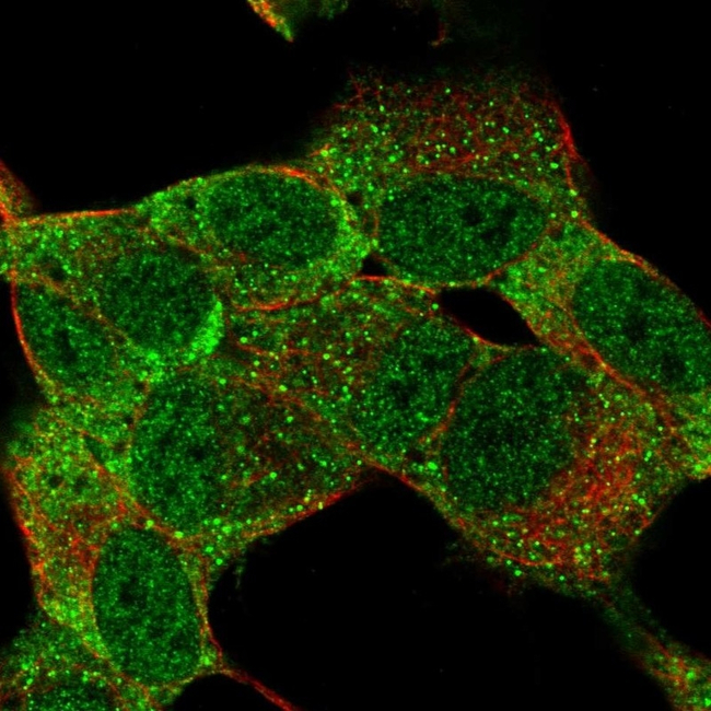 MSI1 Antibody in Immunocytochemistry (ICC/IF)