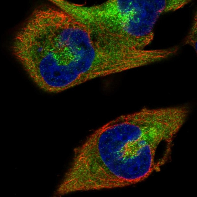 RANBP1 Antibody in Immunocytochemistry (ICC/IF)
