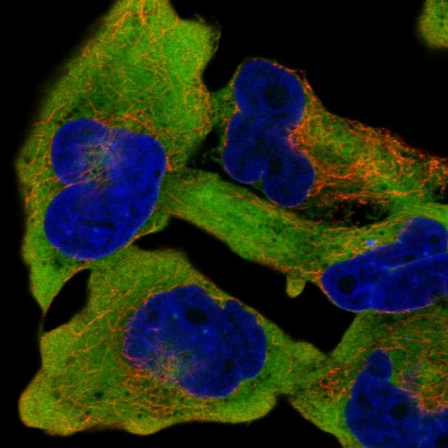 RANBP1 Antibody in Immunocytochemistry (ICC/IF)