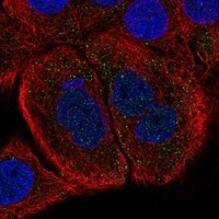 Follistatin Antibody in Immunocytochemistry (ICC/IF)