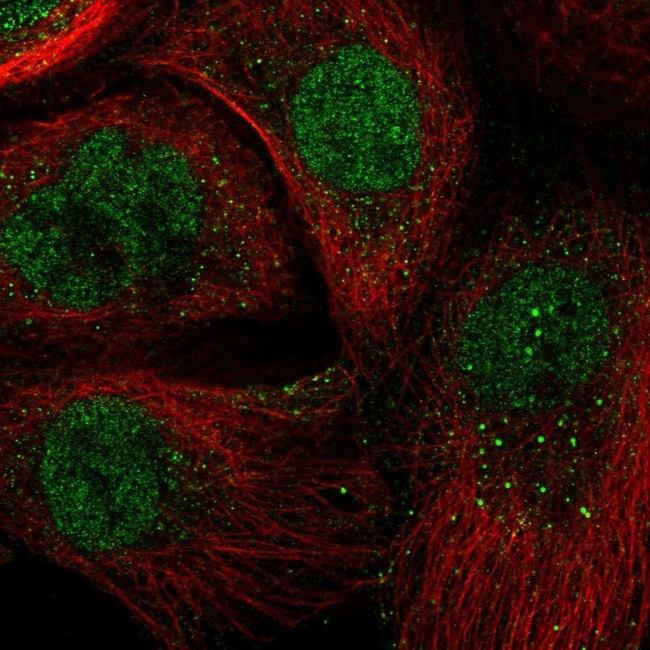 BMAL1 Antibody in Immunocytochemistry (ICC/IF)