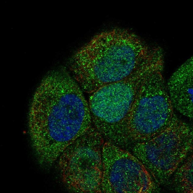 Cdc6 Antibody in Immunocytochemistry (ICC/IF)