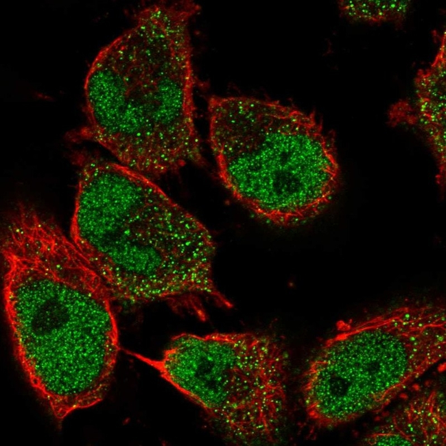 GDNF Antibody in Immunocytochemistry (ICC/IF)