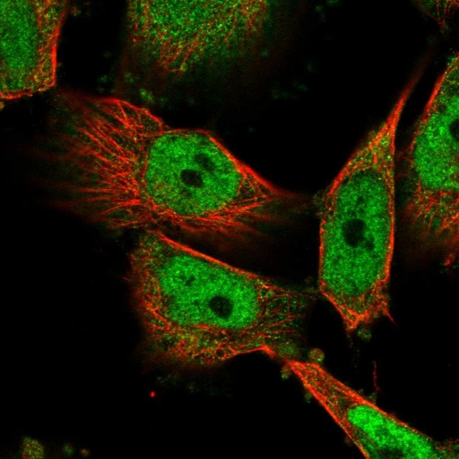 HDAC3 Antibody in Immunocytochemistry (ICC/IF)