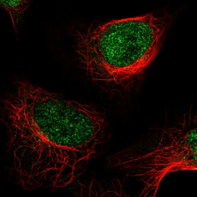 LSD1 Antibody in Immunocytochemistry (ICC/IF)