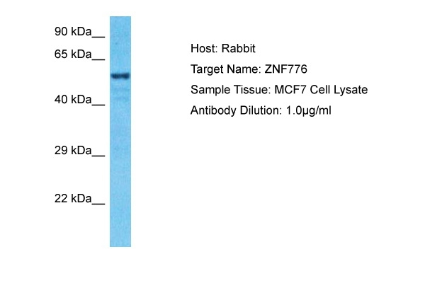ZNF776 Antibody in Western Blot (WB)