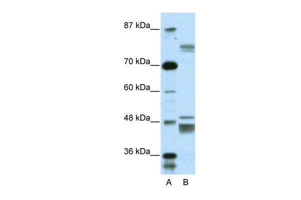 ZNF607 Antibody in Western Blot (WB)