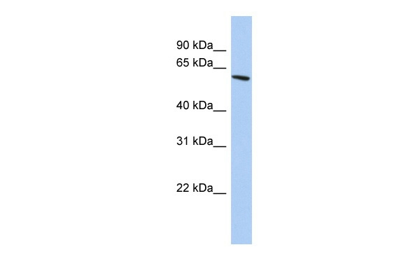 ZNF567 Antibody in Western Blot (WB)
