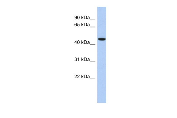 ZNF566 Antibody in Western Blot (WB)