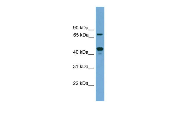 ZNF496 Antibody in Western Blot (WB)