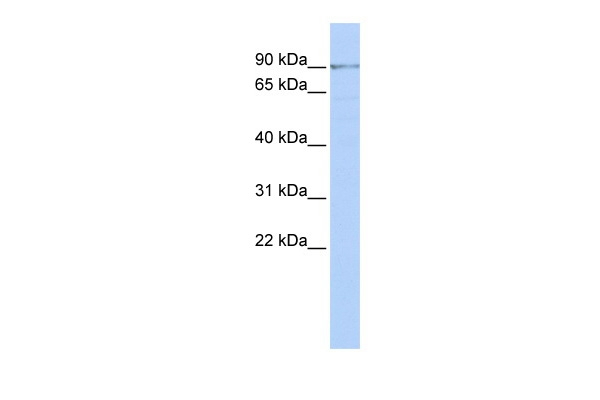ZNF433 Antibody in Western Blot (WB)