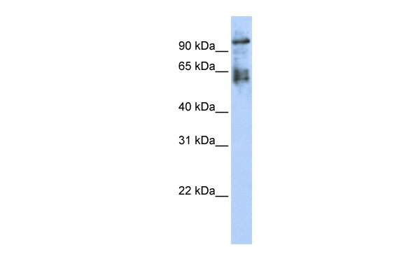 ZNF43 Antibody in Western Blot (WB)