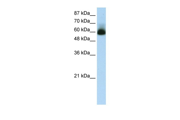 ZKSCAN4 Antibody in Western Blot (WB)