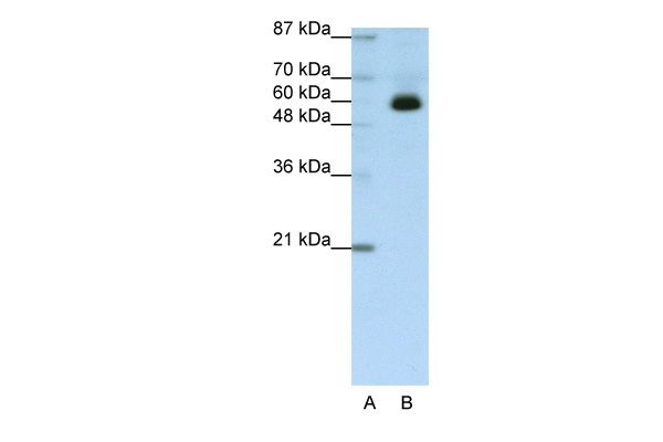 ZKSCAN4 Antibody in Western Blot (WB)