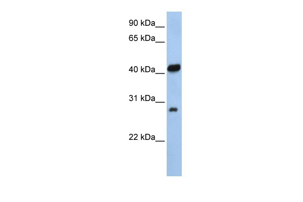 ZFAND3 Antibody in Western Blot (WB)