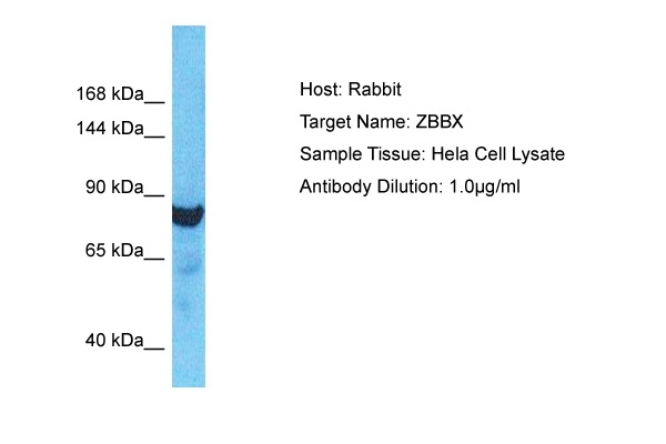 ZBBX Antibody in Western Blot (WB)