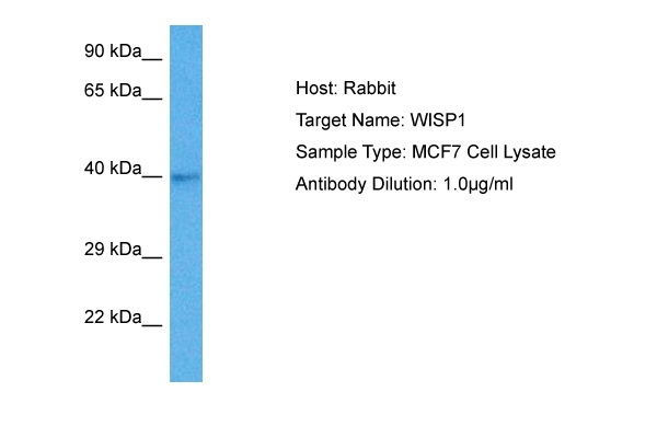 WISP1 Antibody in Western Blot (WB)