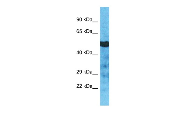 TUBA3D Antibody in Western Blot (WB)