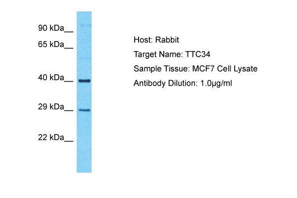 TTC34 Antibody in Western Blot (WB)