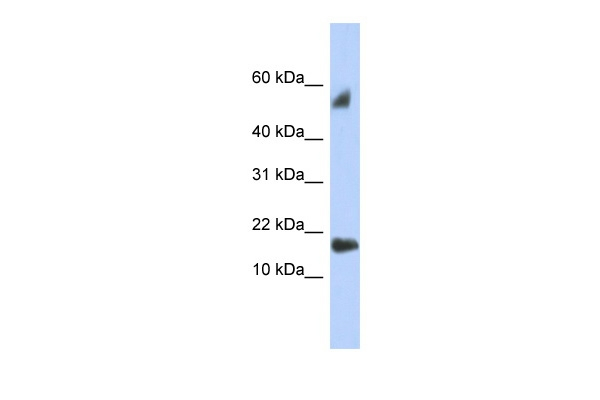 TEX19 Antibody in Western Blot (WB)