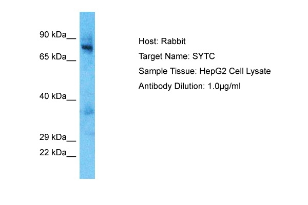 TARS Antibody in Western Blot (WB)