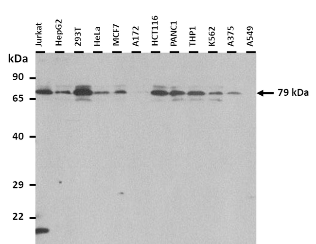 SLC44A4 Antibody in Western Blot (WB)