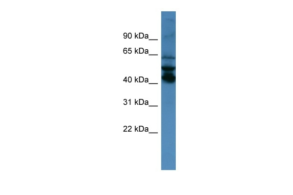 Septin 1 Antibody in Western Blot (WB)