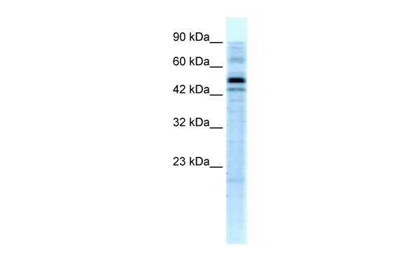 SALF Antibody in Western Blot (WB)