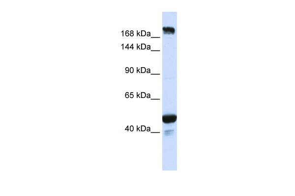 RNF213 Antibody in Western Blot (WB)