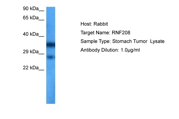 RNF208 Antibody in Western Blot (WB)