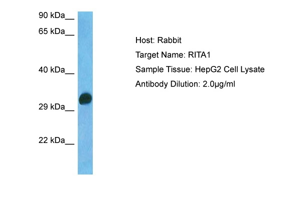 RITA1 Antibody in Western Blot (WB)