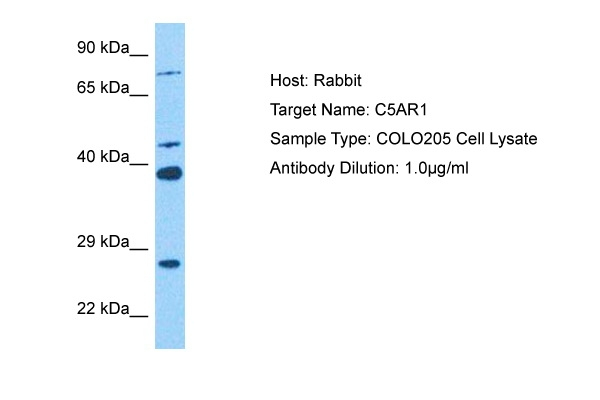 PROL1 Antibody in Western Blot (WB)