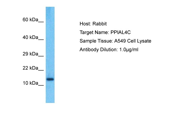 PPIAL4C Antibody in Western Blot (WB)