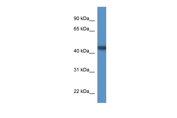 PNMA6A Antibody in Western Blot (WB)