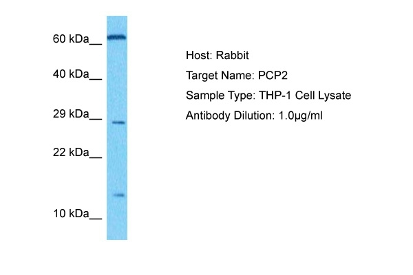 PCP2 Antibody in Western Blot (WB)