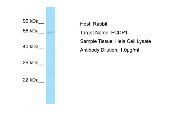 CFAP221 Antibody in Western Blot (WB)