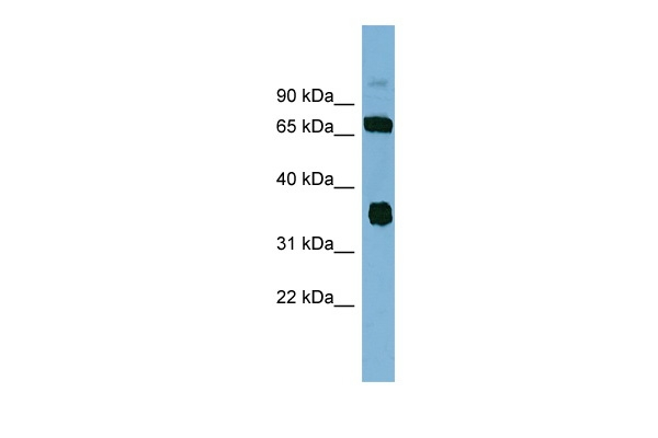 OSGEP Antibody in Western Blot (WB)