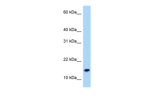 NPS Antibody in Western Blot (WB)