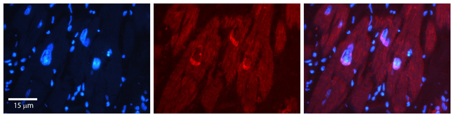 NFIL3 Antibody in Immunohistochemistry (Paraffin) (IHC (P))