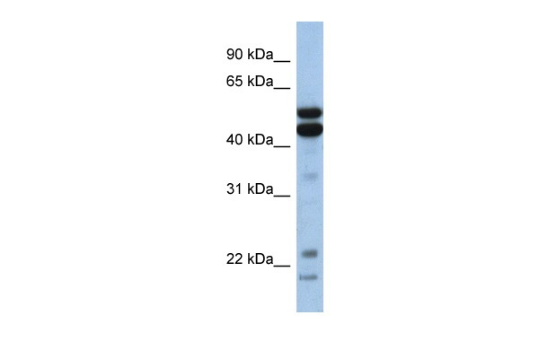 NFIL3 Antibody in Western Blot (WB)