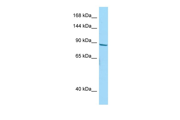NBPF Pan Antibody in Western Blot (WB)