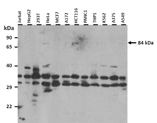 NAALAD2 Antibody in Western Blot (WB)