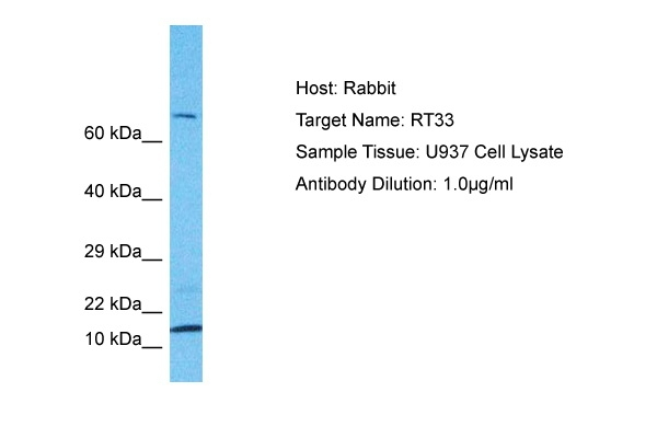 MRPS33 Antibody in Western Blot (WB)