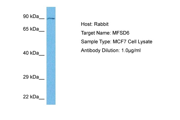 MFSD6 Antibody in Western Blot (WB)