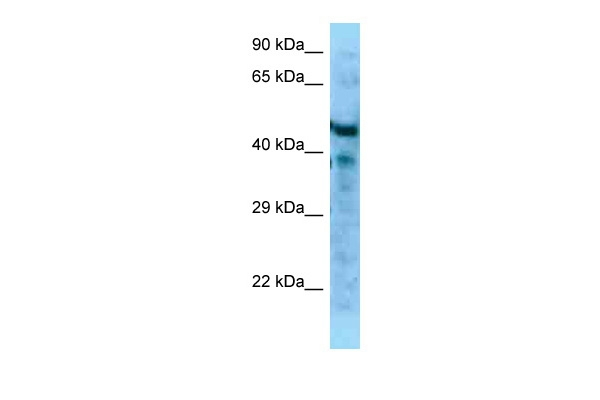 MFAP1 Antibody in Western Blot (WB)